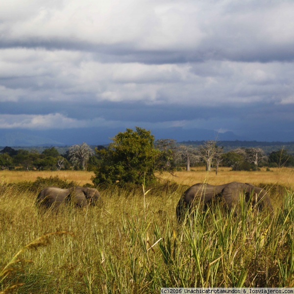 Mikumi National Park, Tanzania.
Elefantes en Mikumi National Park, Tanzania.
