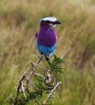 Mikumi National Park, Tanzania.