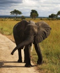 Mikumi National Park, Tanzania.