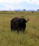 Mikumi National Park, Tanzania.
africa tanzania safari elefantes mikumi