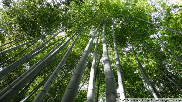 Bosque de Bambú
El bosque de bambú de Arashiyama
