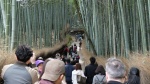 Bosque de Bambú
Bosque, Bambú, Mogollón, Arashiyama, Kyoto, gente, bosque