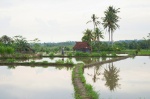 Arrozales de Bali
bali, arrozal, arroz, ubud