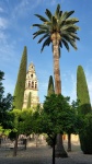 Patio de los naranjos