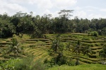 Tegalalang, plantación de arroz, Bali