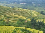 Campos de arroz en Sapa