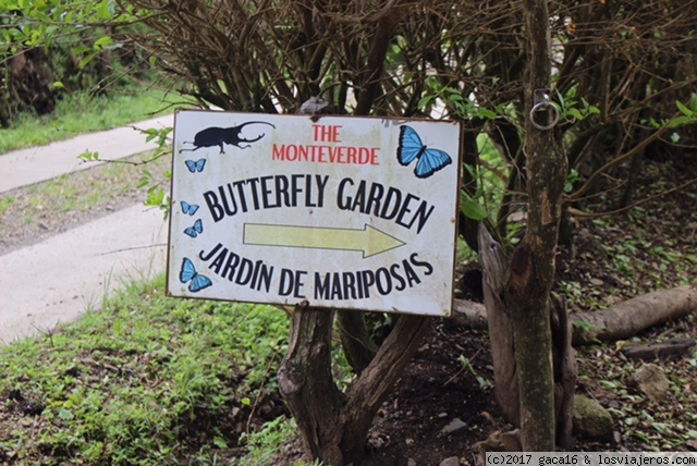 Bosque lluvioso, puentes colgantes, mariposario y ranario. - COSTA RICA, luna de miel 2016 (3)