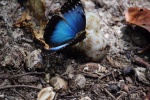 mariposa morphos