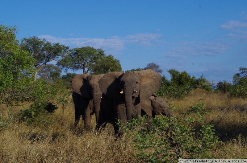 Días 5 a 8 - 12 días por Sudáfrica y Zimbabwe (3)