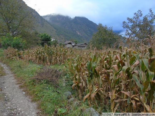 Naxi village
Campos de maiz

