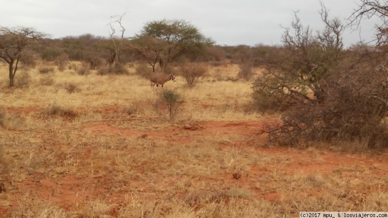 Día 3 y 4. Viaje a Samburu y primeros safaris - Safari en Kenia (1)