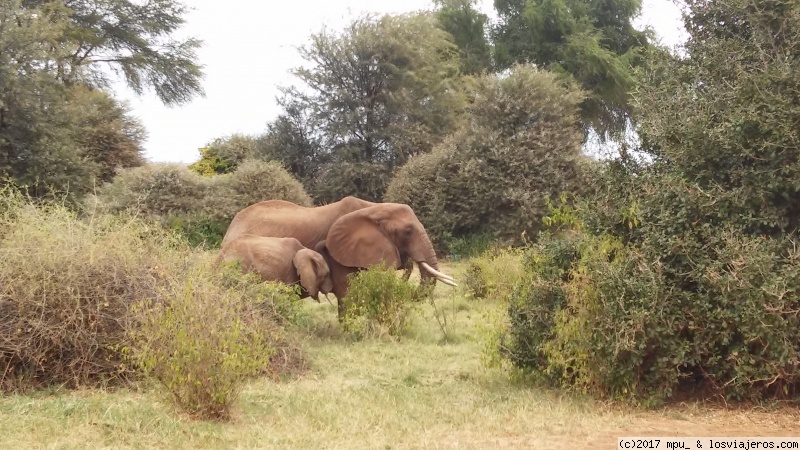 Día 3 y 4. Viaje a Samburu y primeros safaris - Safari en Kenia (3)