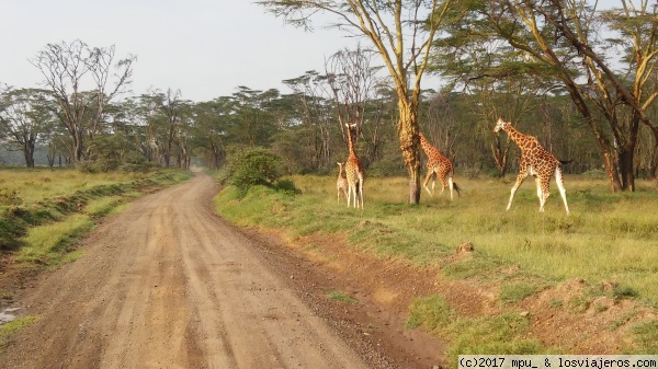 Jirafas
Jirafas en el lago Nakuru
