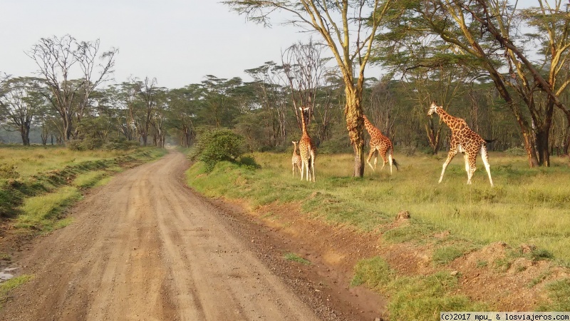 Día 6. Lago Nakuru, Naivasha y problemas en Masai Mara - Safari en Kenia (2)