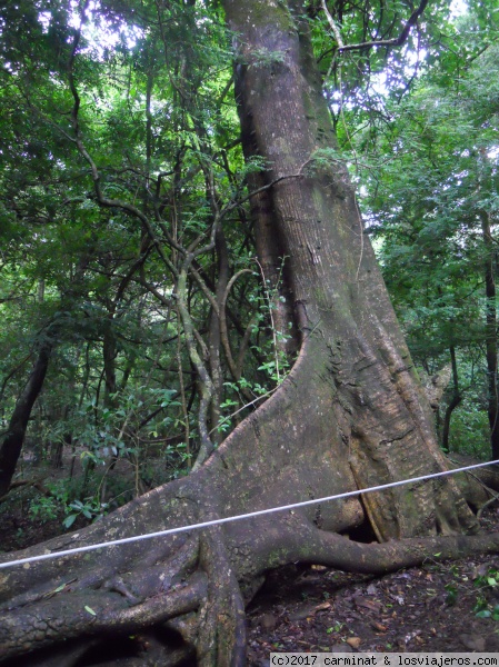 Parque Nacional Rincon de la Vieja
Estos enormes arboles centenarios se encuentran en todo el parque
