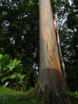 Arbol tipico de Costa Rica