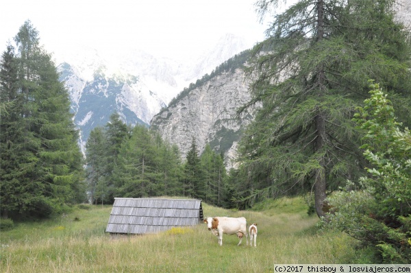 Eslovenia Vrst Pass Vacas
Durante el viaje vimos multitud de vacas para el regocijo de Candela
