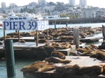 USA_San_Francisco_Pier39_Focas
Leones, Pier, Francisco, marinos, doquier