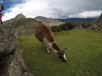 109_Machu_Picchu_Llama
