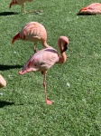 Tenerife_090_Loro_Parque_Pink_Flamingo