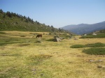 Parque Natural de Peñalara
paisajes, naturaleza, ganado, verde, montañas