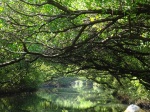 Sicao Green Tunnel