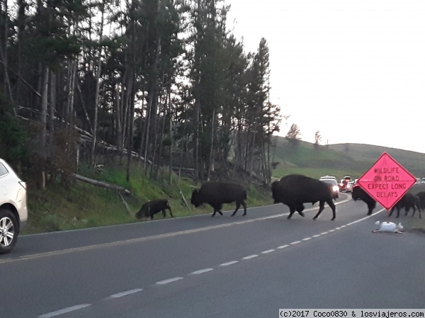 Bisontes
Bisontes cruzando la carretera
