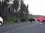 Bisontes
Bisontes, cruzando, carretera