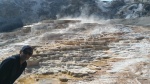 Upper terraces
Upper, Mammoth, Springs, Yellowstone, terraces