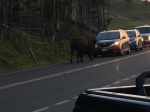 Bisonte carretera
Bisonte, carretera, enfrentado, vehiculo