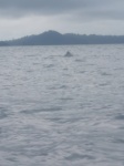 Ballena en Coiba