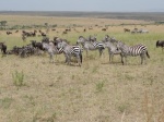 Cebra y ñus
Cebra, Cebras, Masai, Mara