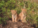 Cachorros de león