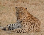 leopardo
leopardo, observando