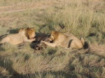 Leones desayunando