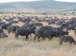 Manada de búfalos
Manada, búfalos, hembras, machos