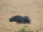 Rinoceronte negro
Rinoceronte, negro, marcha