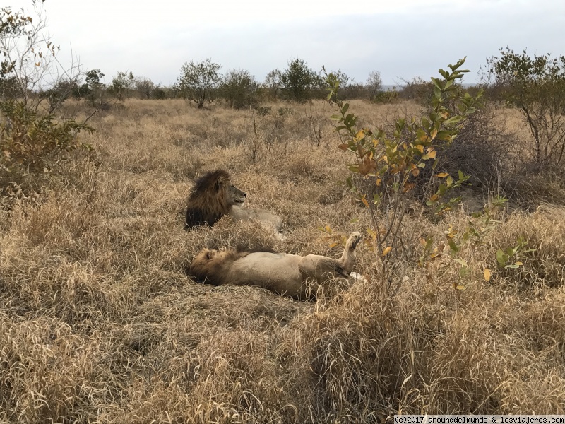 Sudáfrica y Cataratas Victoria para principiantes... - Blogs de Sudáfrica - Kruger National Park (3)