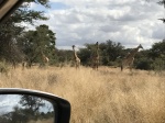 Girafas