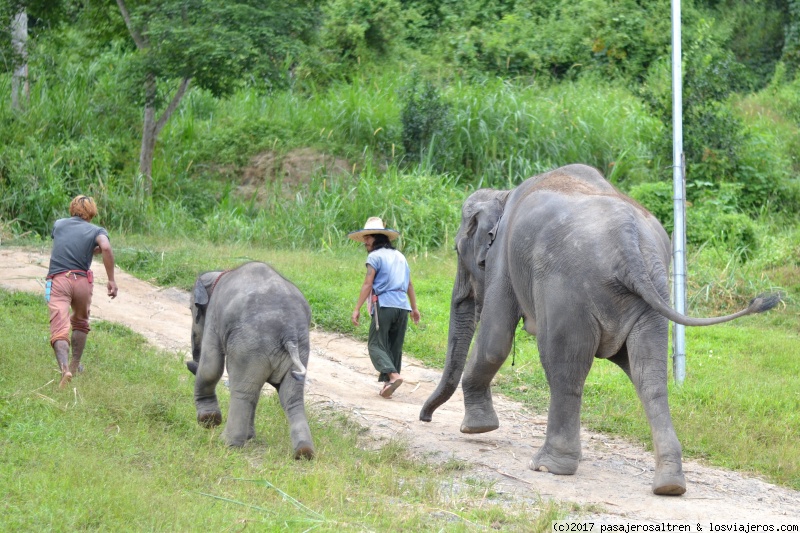 DIA 5 - Elephant Retirement Park, Chiang Mai - TAILANDIA en 2 semanas (1)