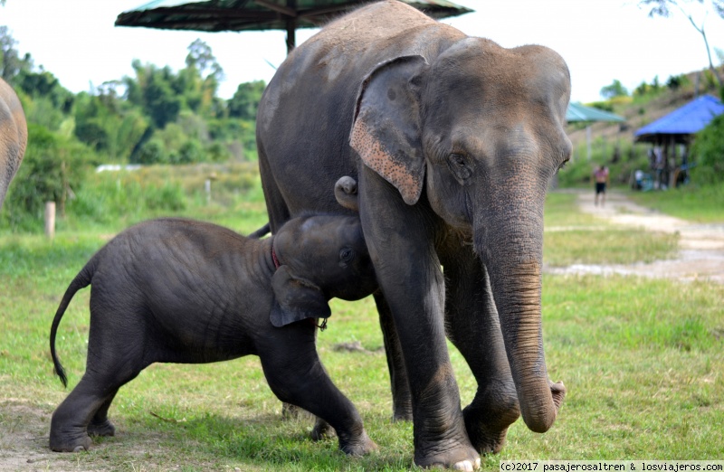 DIA 5 - Elephant Retirement Park, Chiang Mai - TAILANDIA en 2 semanas (5)