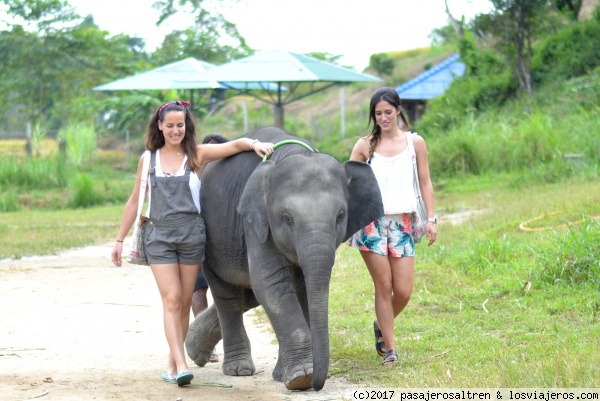 Elephant Retirement Park
Elephant Retirement Park. Paseando al elefante bebé
