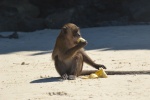 Monkey beach
Koh Phi Phi, Tailandia, playa, monkey beach