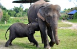 Elephant Retirement Park