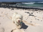 Caleton Blanco(Orzola,Lanzarote) dia de playa con mi perro