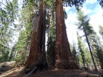 Sequoias en Kings Canyon National Park