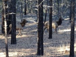 Elk en el amanecer del Gran Cañón del Colorado