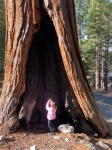 Sequoia Gigante en Sequoia National Park