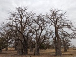 Baobabs