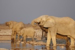 Elefantes en Etosha